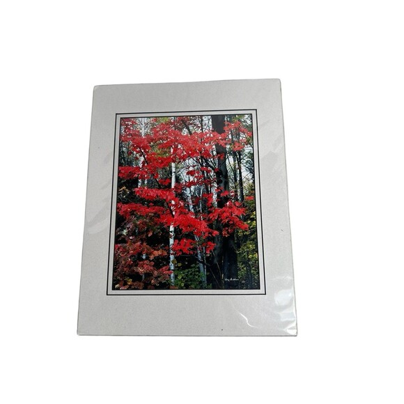 Maples & Birch Nature Photography With Matte For Wall Art By Harry Bowden 14x11” - Picture 5 of 7